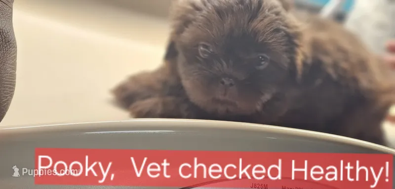Akc chocolate Pooky  – Shih Tzu puppy for sale in Dexter, KY