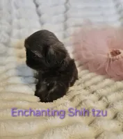 AKC girl 2, a female Shih Tzu for sale in Dexter, KY – 7 of 7