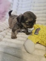 AKC Dobie markings , a male Shih Tzu for sale in Dexter, KY – 7 of 9