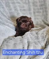 Akc chocolate Pooky , a male Shih Tzu for sale in Dexter, KY – 4 of 8