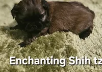 AKC Wookie , a male Shih Tzu for sale in Dexter, KY – 3 of 10