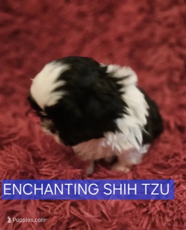 AKC Domino  – Shih Tzu puppy for sale in Dexter, KY
