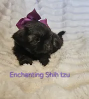 AKC girl 2, a female Shih Tzu for sale in Dexter, KY – 4 of 7