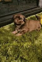 AKC Dobie markings , a male Shih Tzu for sale in Dexter, KY – 4 of 9