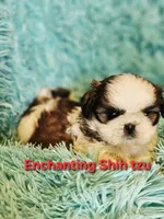 Akc, Rocky, a male Shih Tzu for sale in Dexter, KY – 4 of 4