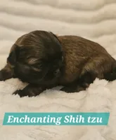 AKC BABY BOY, a male Shih Tzu for sale in Dexter, KY – 5 of 10