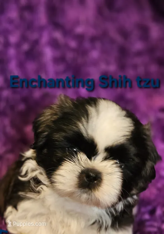 Akc Woody – Shih Tzu puppy for sale in Dexter, KY