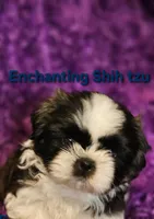 Akc Woody, a male Shih Tzu for sale in Dexter, KY – 1 of 4