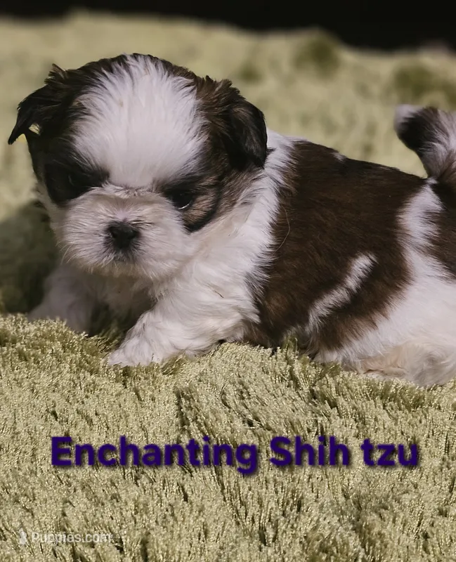 Akc, Rocky – Shih Tzu puppy for sale in Dexter, KY