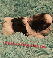 Akc Murphy , a male Shih Tzu for sale in Dexter, KY – 7 of 7