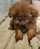 AKC  Red Liver , a male Shih Tzu for sale in Dexter, KY – 3 of 8