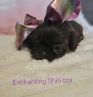 AKC CHOCOLATE girl , a female Shih Tzu for sale in Dexter, KY – 3 of 9