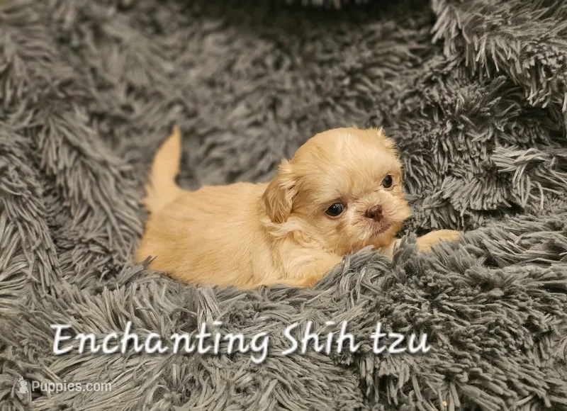 AKC BABY  – Shih Tzu puppy for sale in Dexter, KY