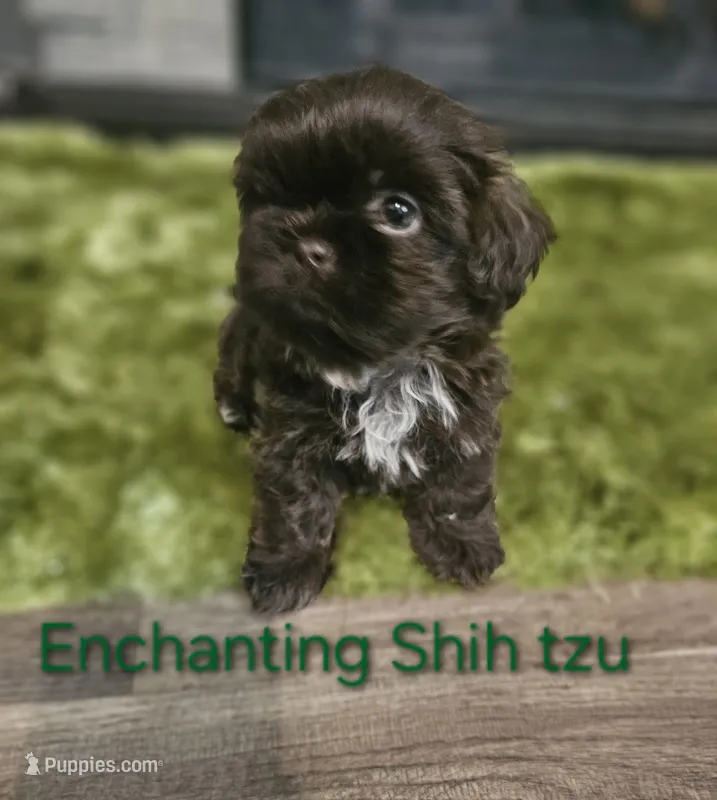 AKC  Dark CHOCOLATE  – Shih Tzu puppy for sale in Dexter, KY