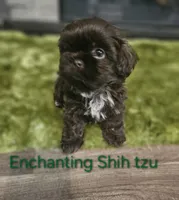 AKC CHOCOLATE LIVER , a male Shih Tzu for sale in Dexter, KY – 2 of 9