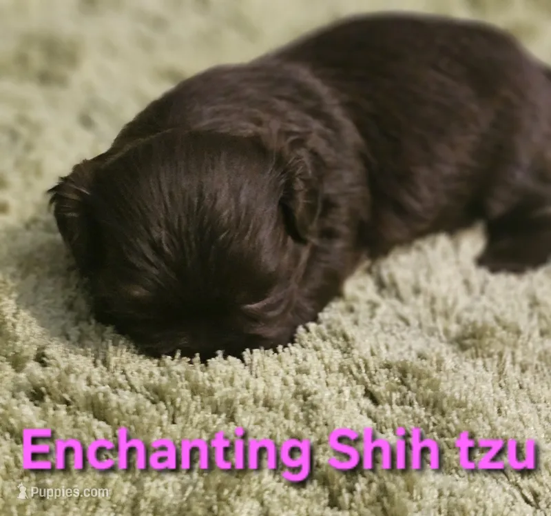 Akc chocolate girl  – Shih Tzu puppy for sale in Dexter, KY