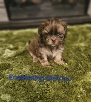 AKC liver Dobie, a male Shih Tzu for sale in Dexter, KY – 2 of 10