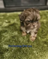 AKC liver Dobie, a male Shih Tzu for sale in Dexter, KY – 6 of 10