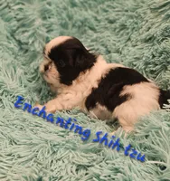 Akc bob, a male Shih Tzu for sale in Dexter, KY – 1 of 4