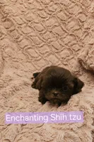 Akc Latte , a female Shih Tzu for sale in Dexter, KY – 5 of 6