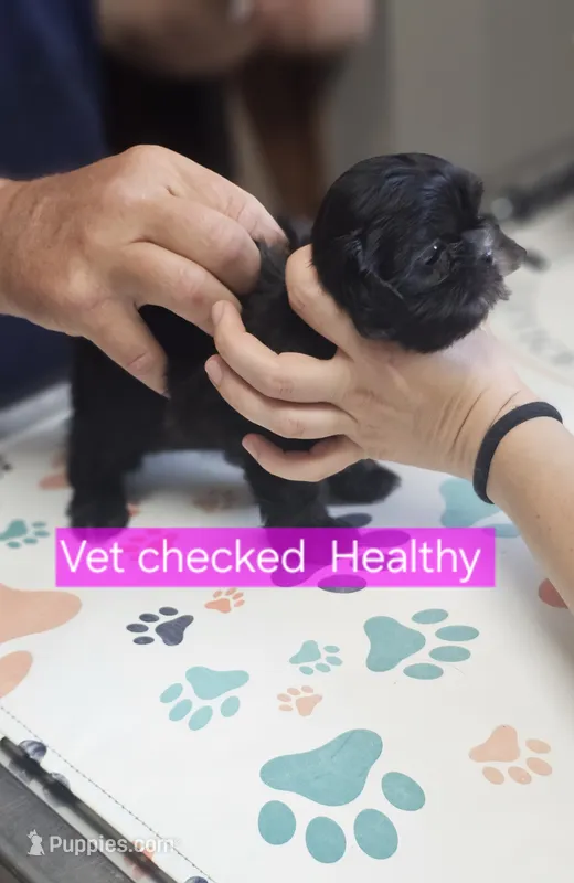 AKC  Java – Shih Tzu puppy for sale in Dexter, KY