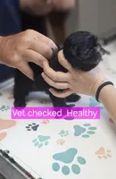 AKC  Java, a female Shih Tzu for sale in Dexter, KY – 1 of 5