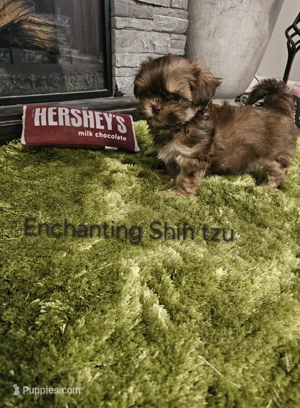 AKC liver Dobie – Shih Tzu puppy for sale in Dexter, KY