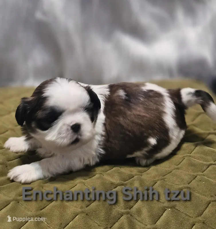 Akc, Rocky – Shih Tzu puppy for sale in Dexter, KY