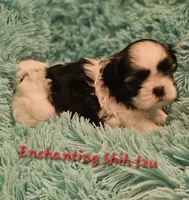 Akc Murphy , a male Shih Tzu for sale in Dexter, KY – 4 of 7