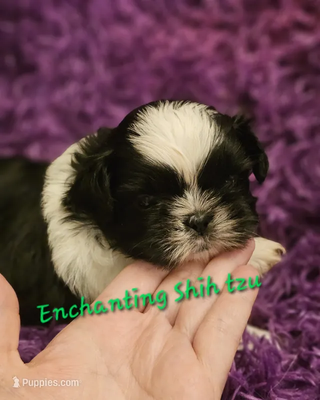 AKC Domino  – Shih Tzu puppy for sale in Dexter, KY