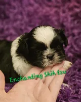 AKC Domino , a male Shih Tzu for sale in Dexter, KY – 1 of 5