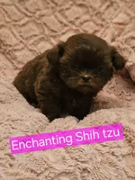 Akc Latte , a female Shih Tzu for sale in Dexter, KY – 2 of 6