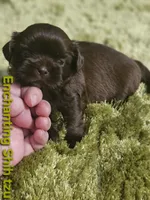Akc chocolate Pooky , a male Shih Tzu for sale in Dexter, KY – 8 of 10