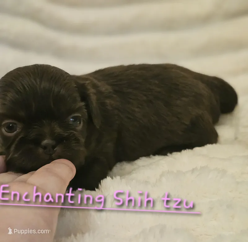 Akc chocolate girl , a female Shih Tzu for sale in Dexter, KY – 1 of 3