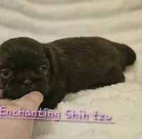 Akc chocolate girl , a female Shih Tzu for sale in Dexter, KY – 1 of 3