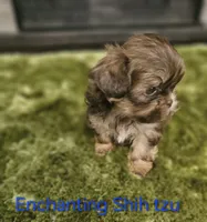 AKC liver Dobie, a male Shih Tzu for sale in Dexter, KY – 5 of 10
