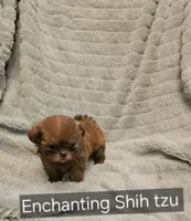 AKC  macchiato , a male Shih Tzu for sale in Dexter, KY – 2 of 4