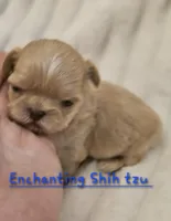 AKC BABY , a male Shih Tzu for sale in Dexter, KY – 2 of 5