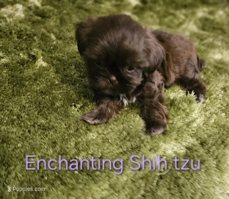 AKC CHOCOLATE girl  – Shih Tzu puppy for sale in Dexter, KY
