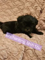 AKC  Java, a female Shih Tzu for sale in Dexter, KY – 4 of 5