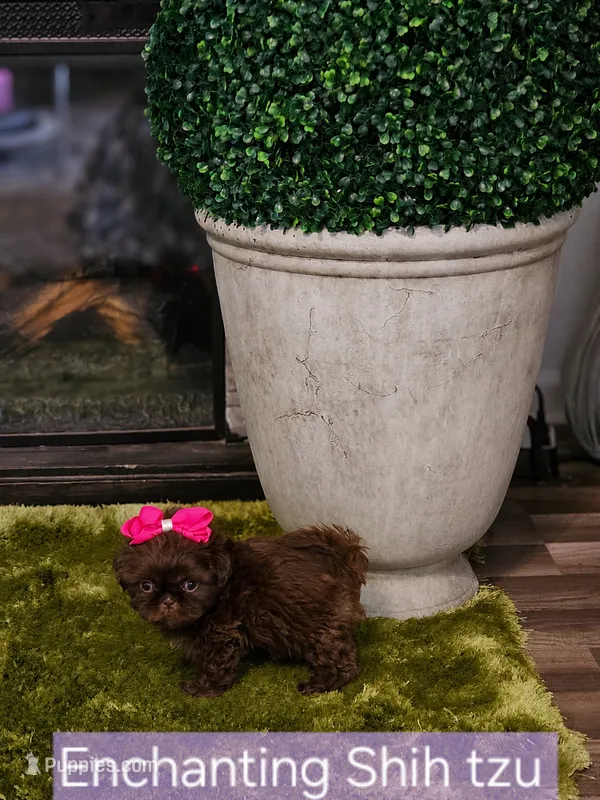 Akc chocolate girl  – Shih Tzu puppy on hold in Dexter, KY