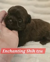 Akc chocolate , a male Shih Tzu for sale in Dexter, KY – 2 of 10