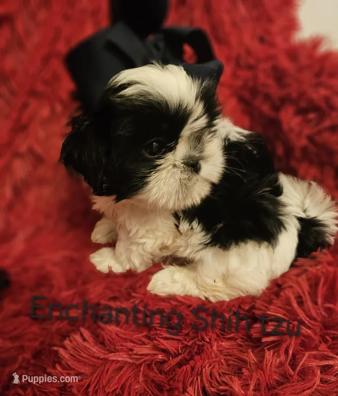 Akc Beau,  none fading black and white  – Shih Tzu puppy for sale in Dexter, KY