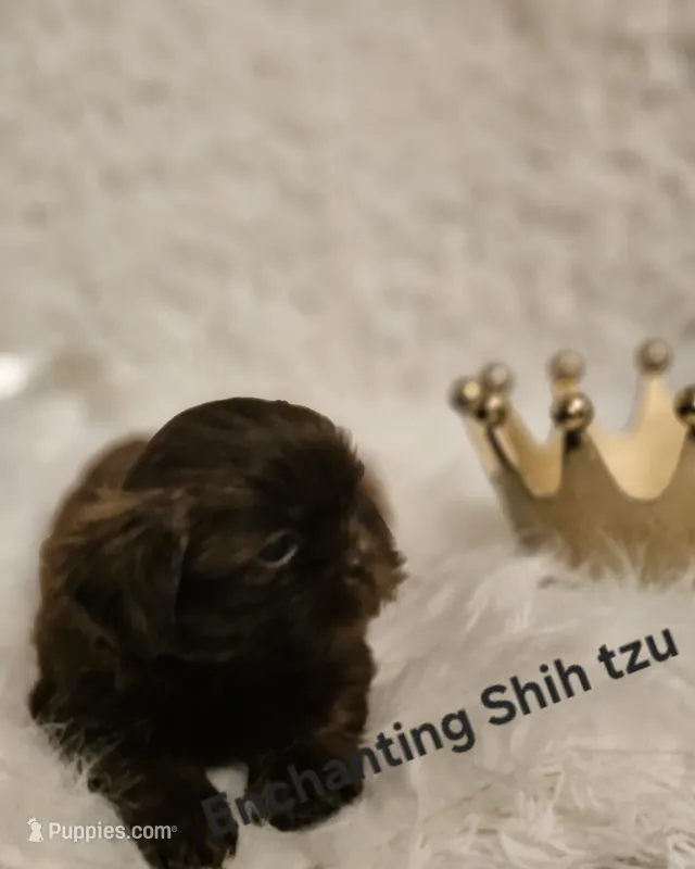 Akc chocolate Pooky  – Shih Tzu puppy for sale in Dexter, KY