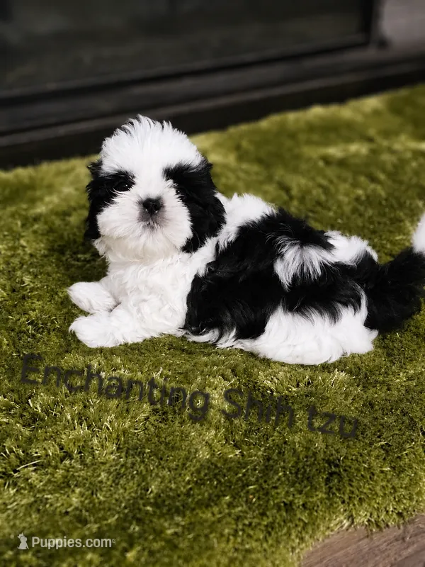 Akc Pixel  – Shih Tzu puppy for sale in Dexter, KY