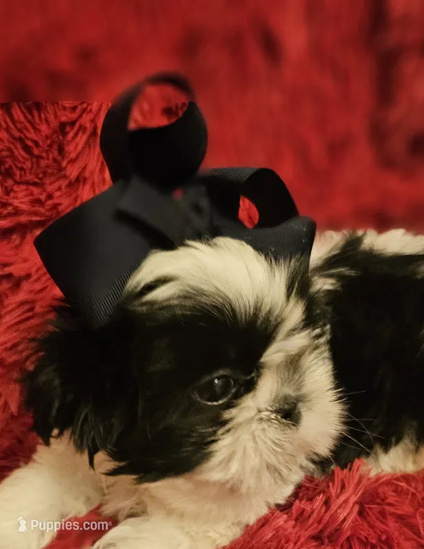 Akc Beau,  none fading black and white  – Shih Tzu puppy for sale in Dexter, KY
