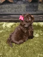 Akc chocolate girl , a female Shih Tzu for sale in Dexter, KY – 4 of 10