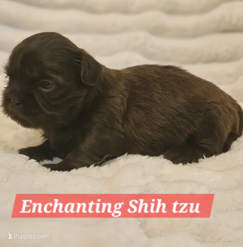 Akc chocolate  – Shih Tzu puppy for sale in Dexter, KY