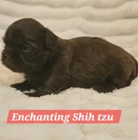 Akc chocolate , a male Shih Tzu for sale in Dexter, KY – 1 of 10