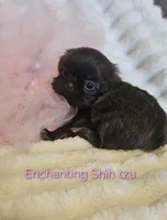 AKC CHOCOLATE girl , a female Shih Tzu for sale in Dexter, KY – 5 of 9